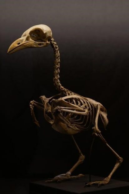 anatomy for the artist pdf