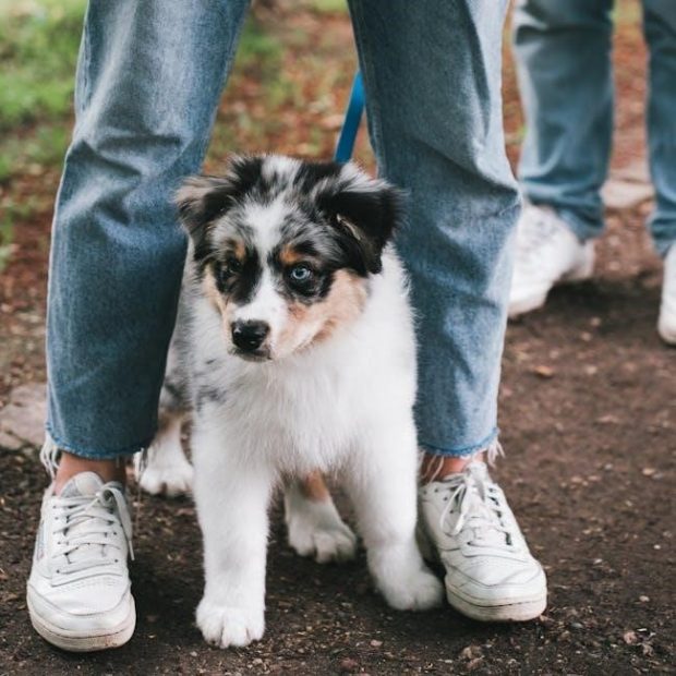 puppy training pdf